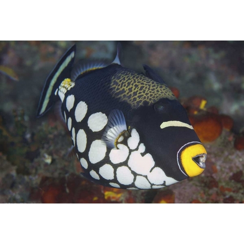 Indonesia, Papua, Raja Ampat Triggerfish